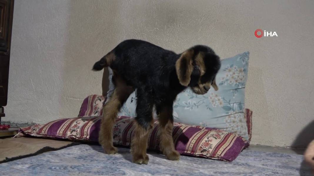 Görenler gözlerine inanamıyor: Tam 3 adet...! Görmek için civar köylerden geliyorlar 15